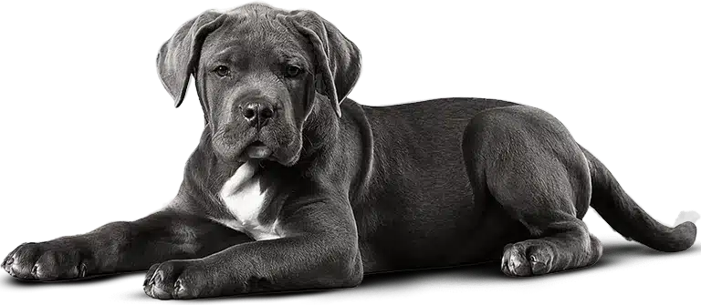 Cane Corso - Canil Von Notrean