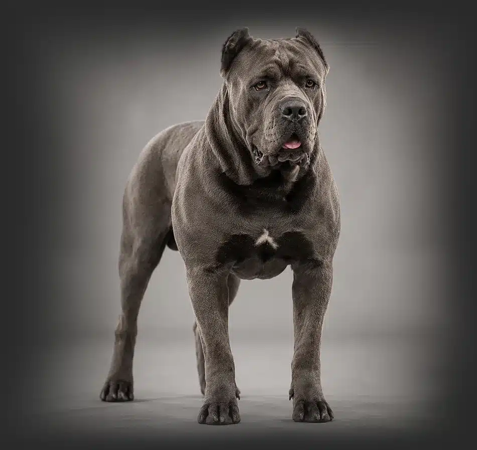 Cane Corso - Canil Von Notrean